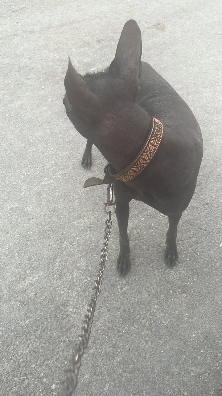 Perro rescate animal en Mérida