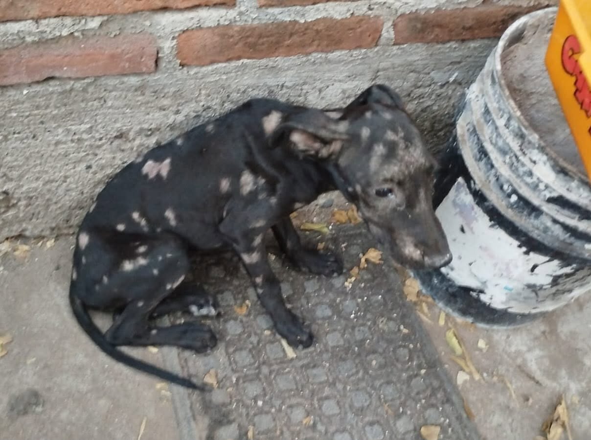Perro rescate animal en Mérida