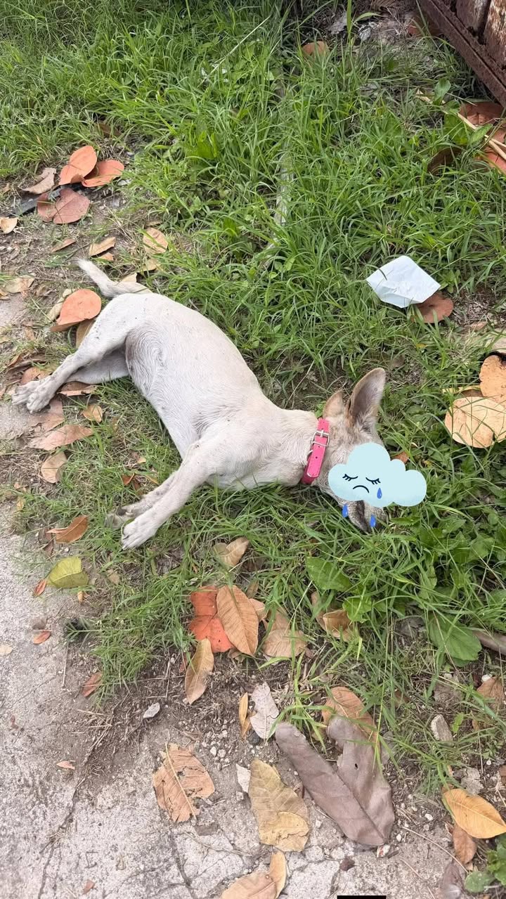 Perro ayuda médica en Mérida