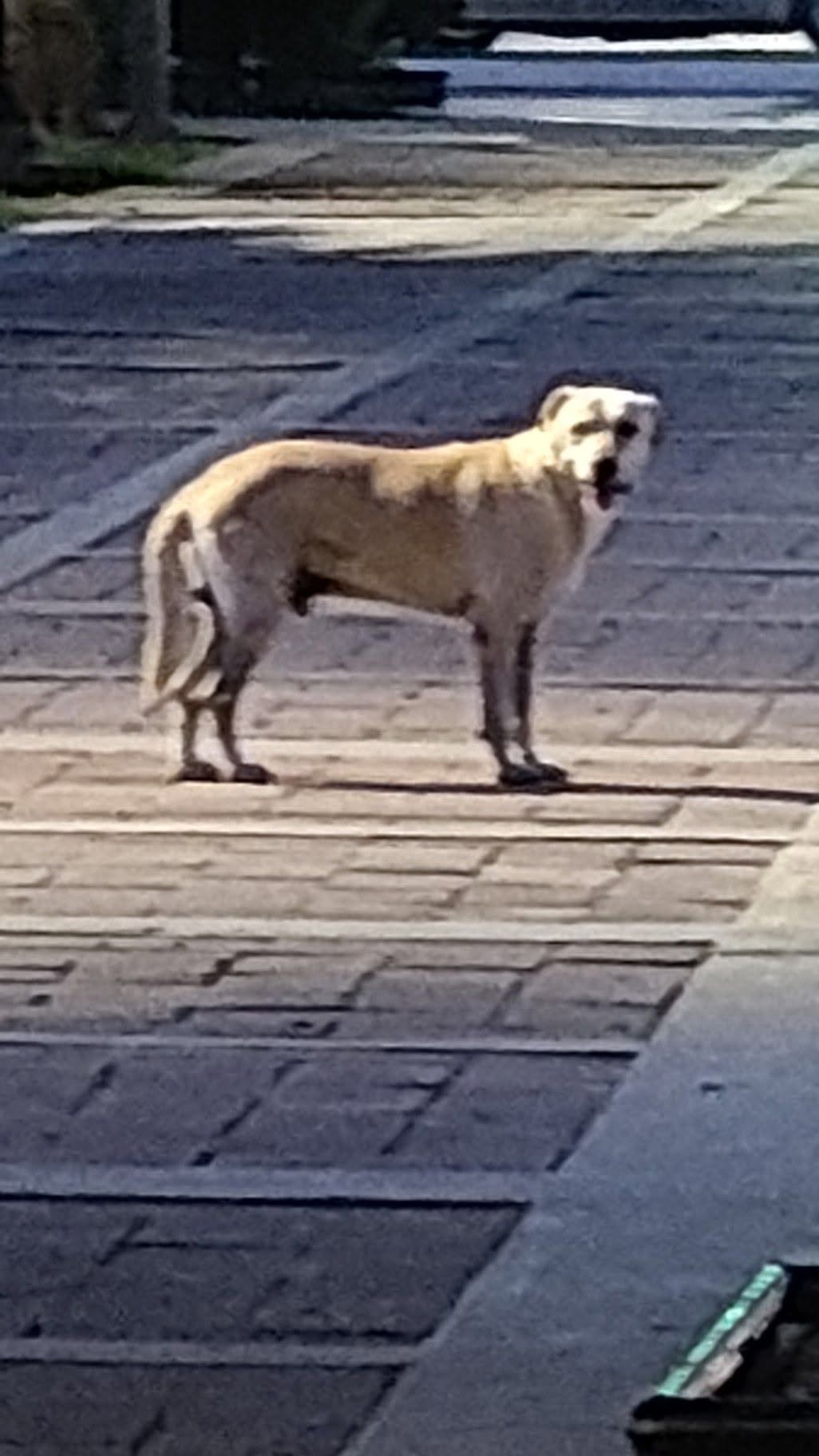 Perro rescate animal en Mérida