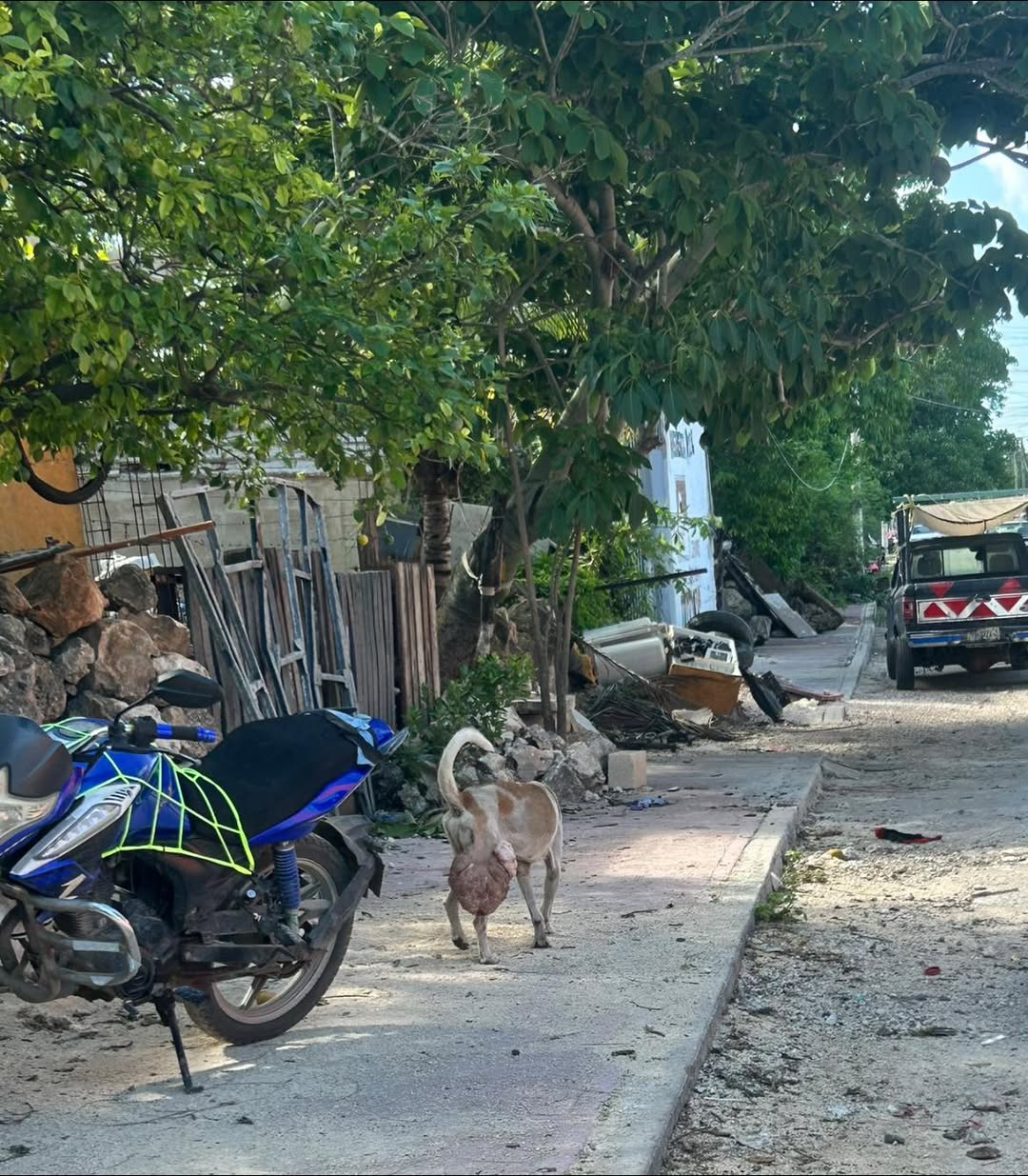 Perro rescate animal en Mérida