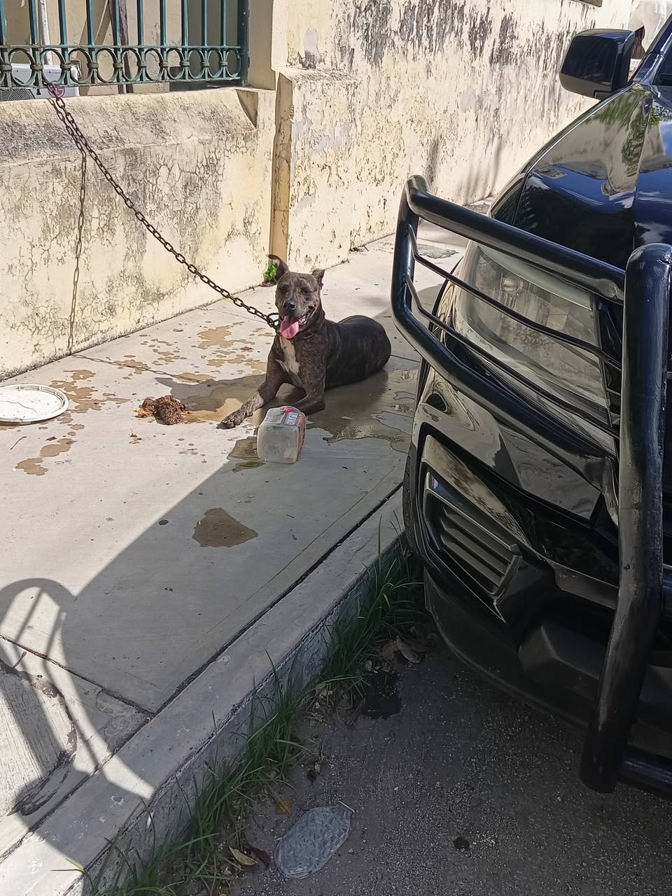Perro rescate animal en Mérida