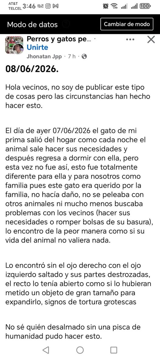Gato ayuda médica en Mérida