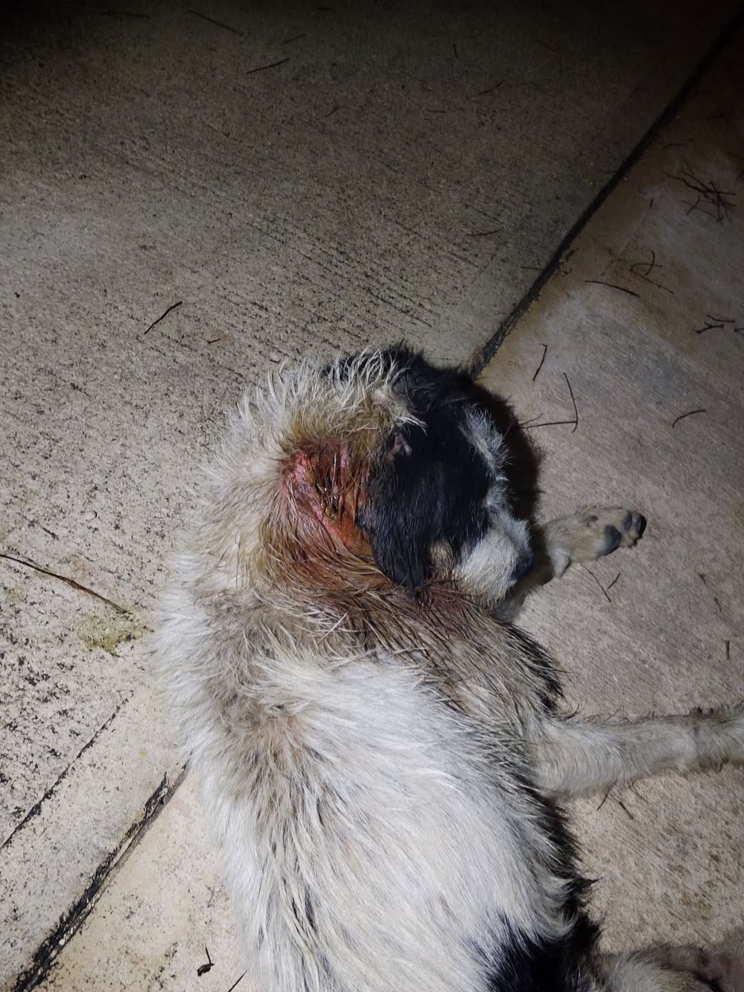 Perro rescate animal en Mérida