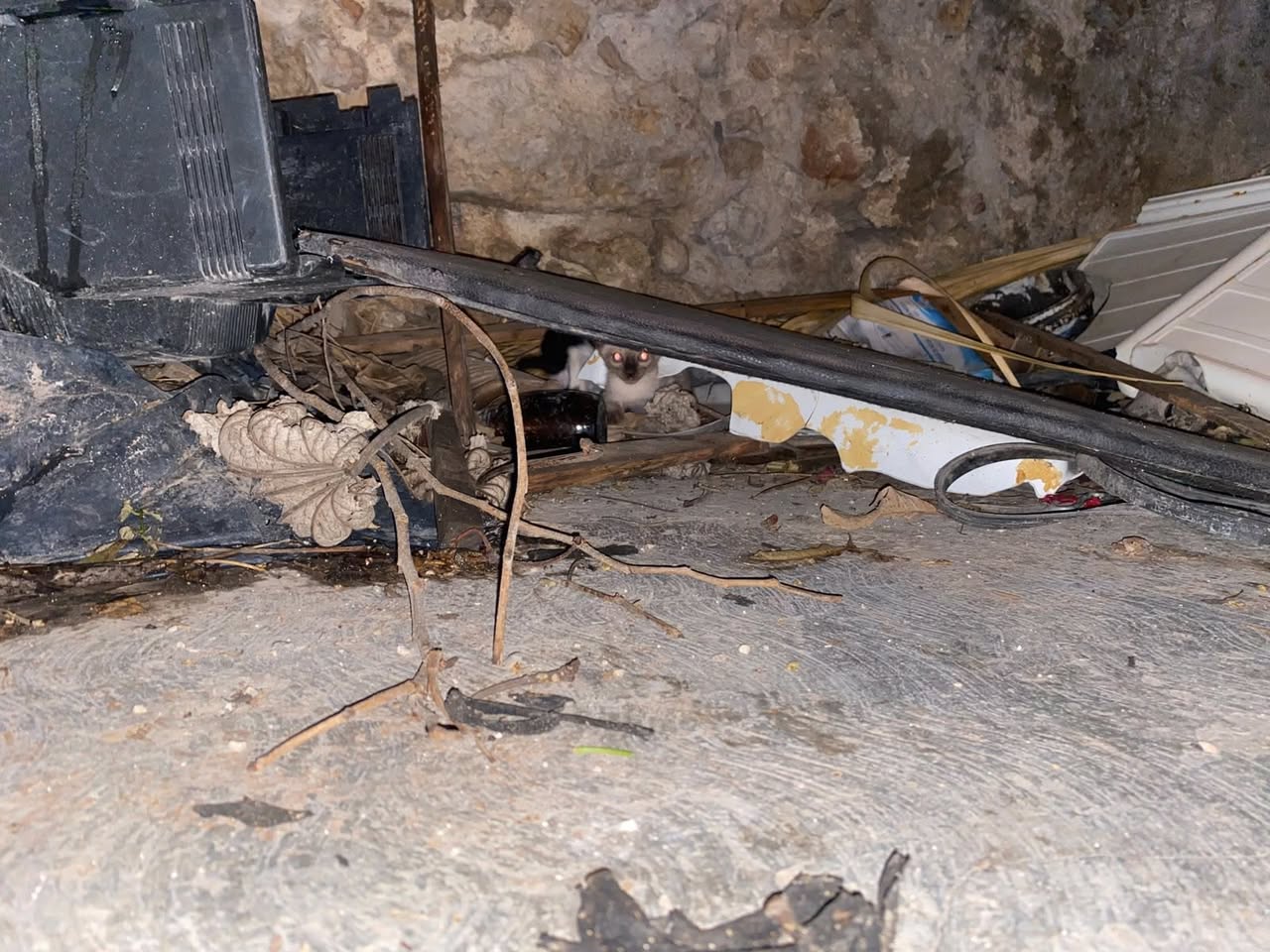 Gato rescate animal en Mérida
