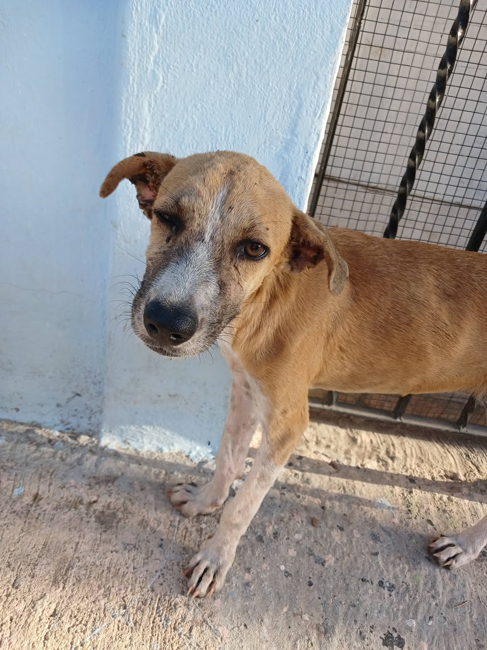Perro rescate animal en Mérida