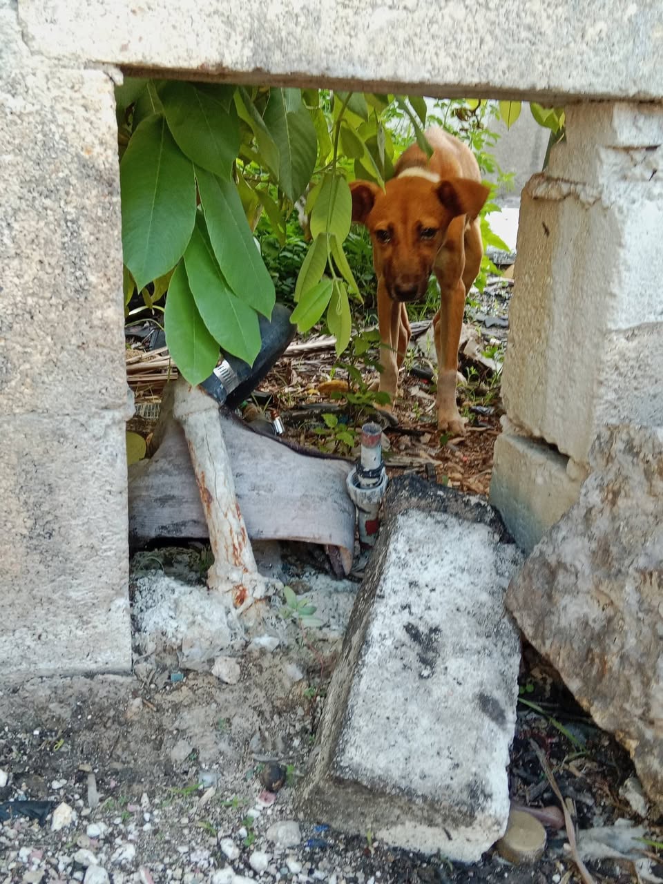 Perro rescate animal en Mérida