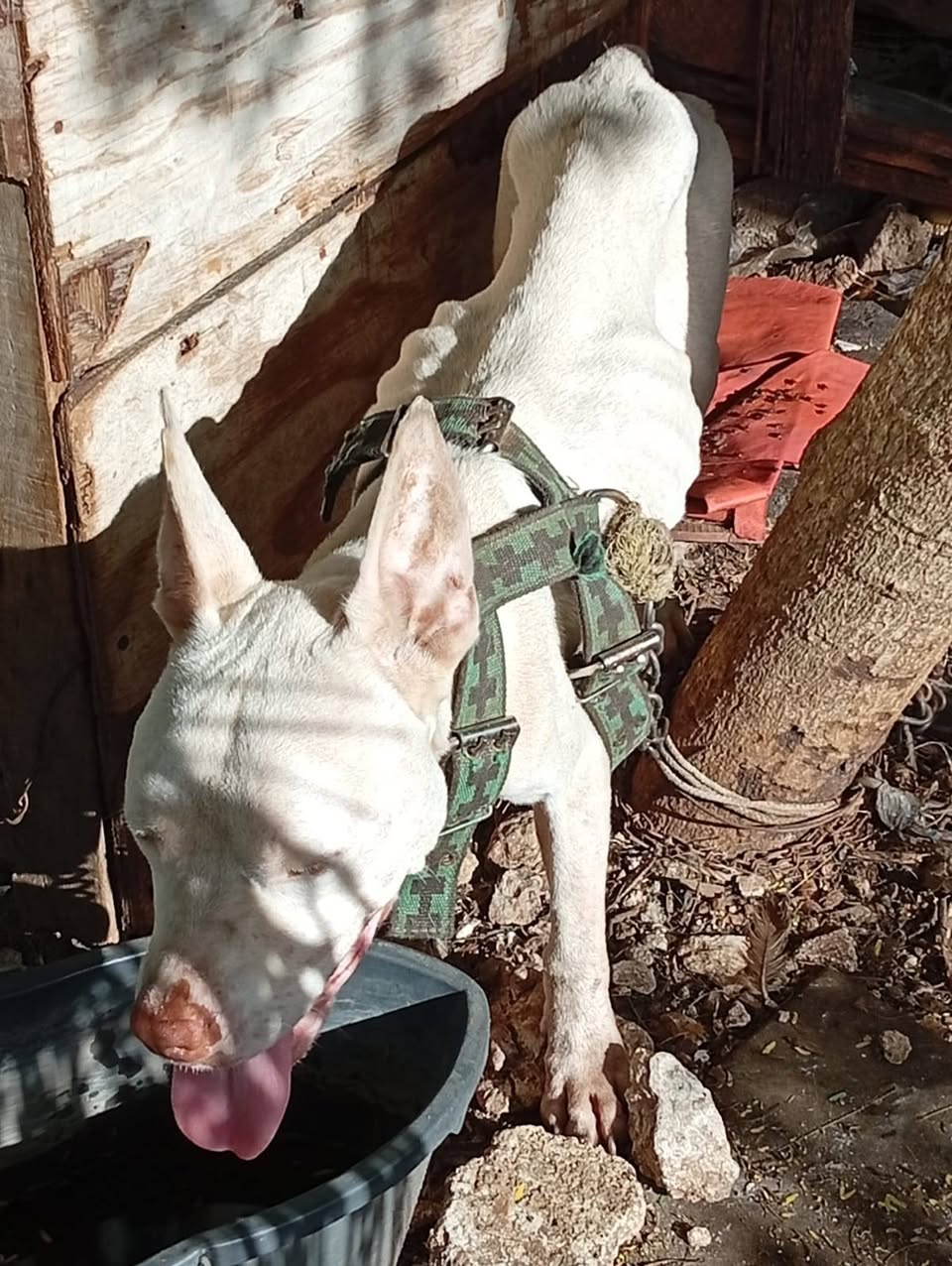 Perro rescate animal en Mérida