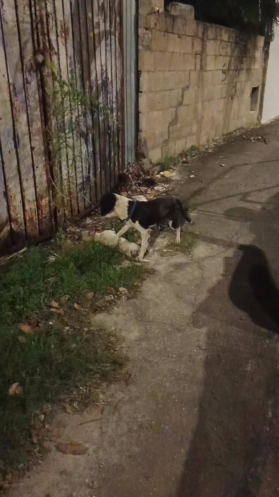 Perro rescate animal en Mérida