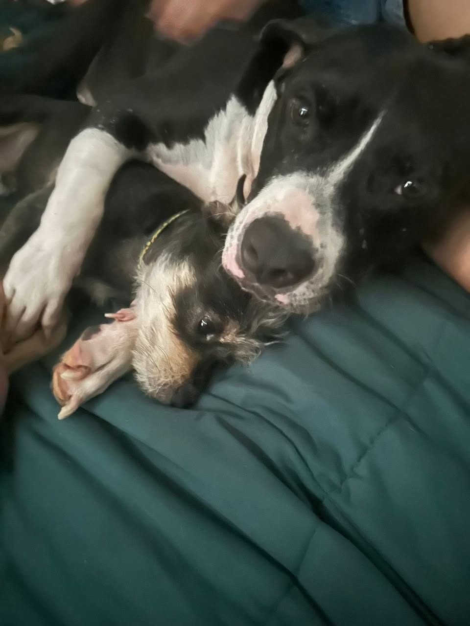 Cachorros pequeños, negros y blancos, jugando en los brazos de una persona dentro de vehículo.