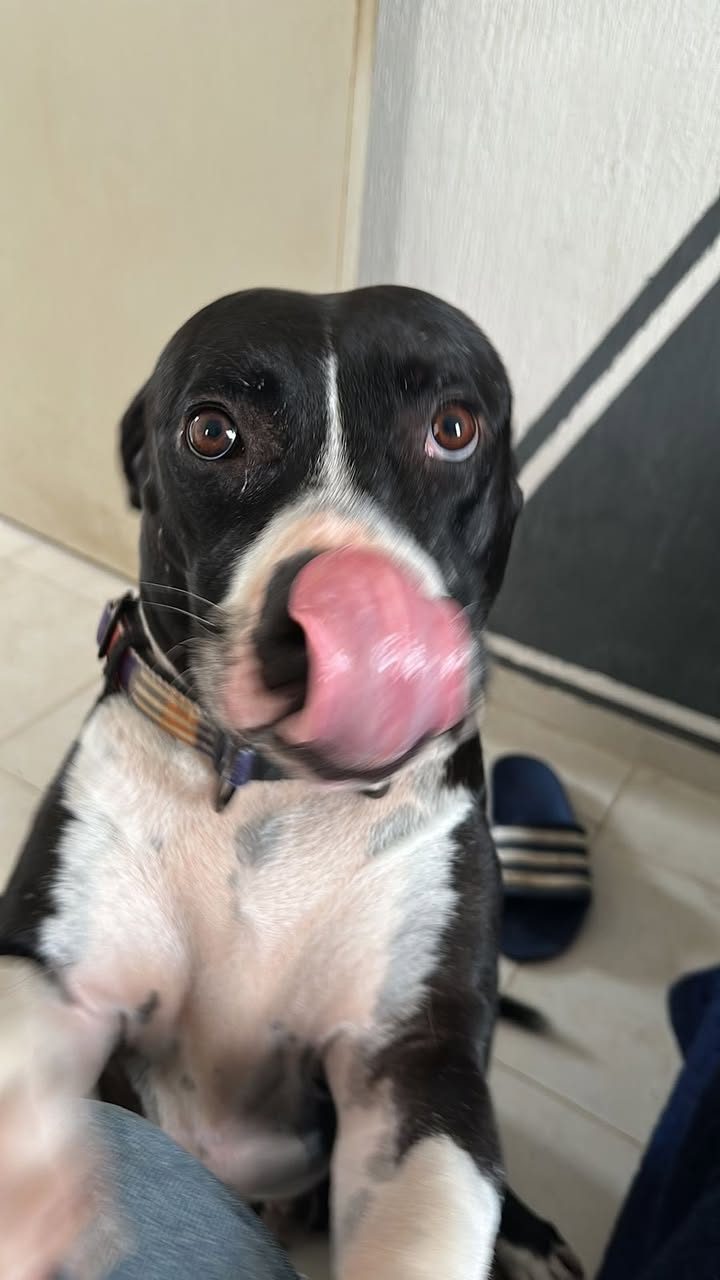Perro mascota perdida en General / Toda Mérida