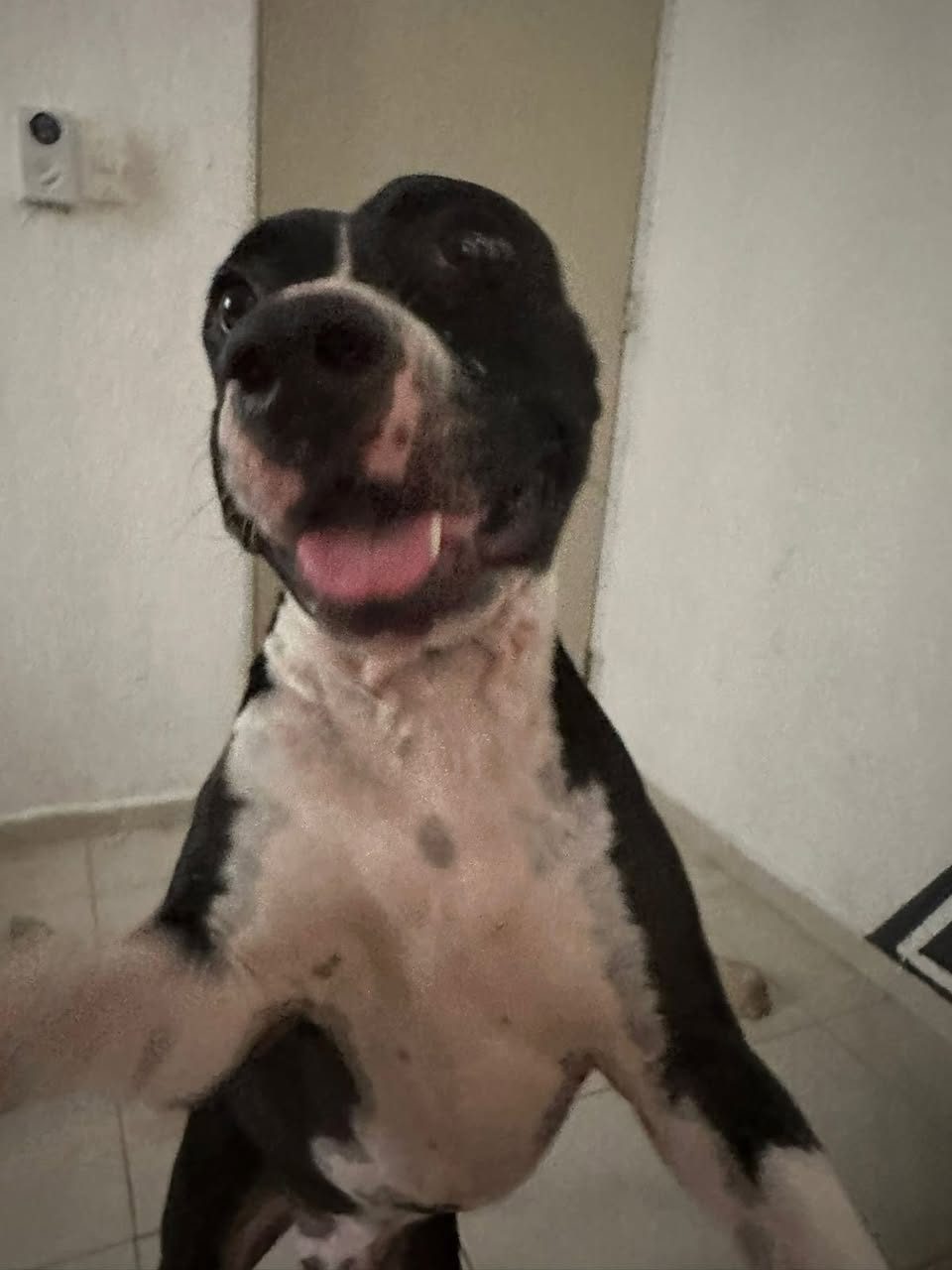 Perro mascota perdida en General / Toda Mérida