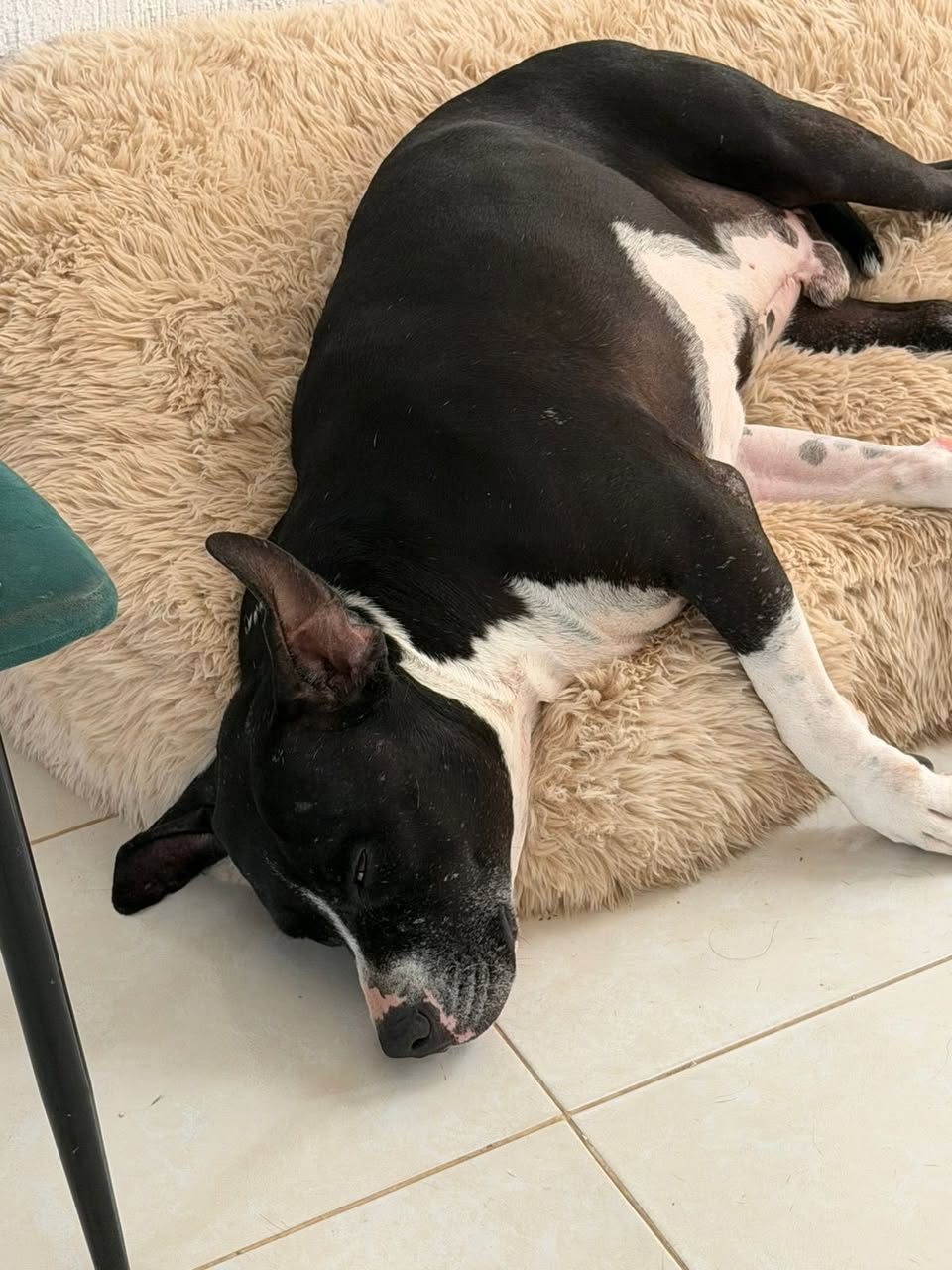Perro mascota perdida en General / Toda Mérida