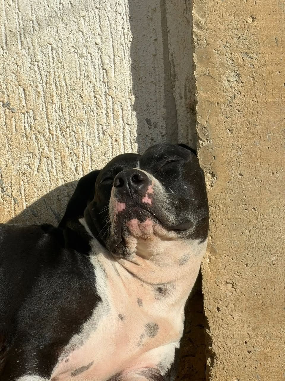 Perro mascota perdida en General / Toda Mérida