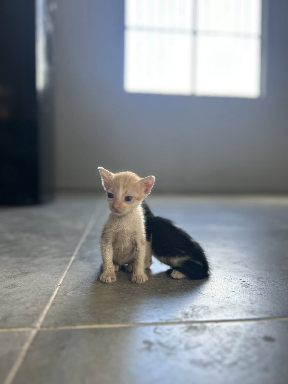 Gato en adopción en Mérida