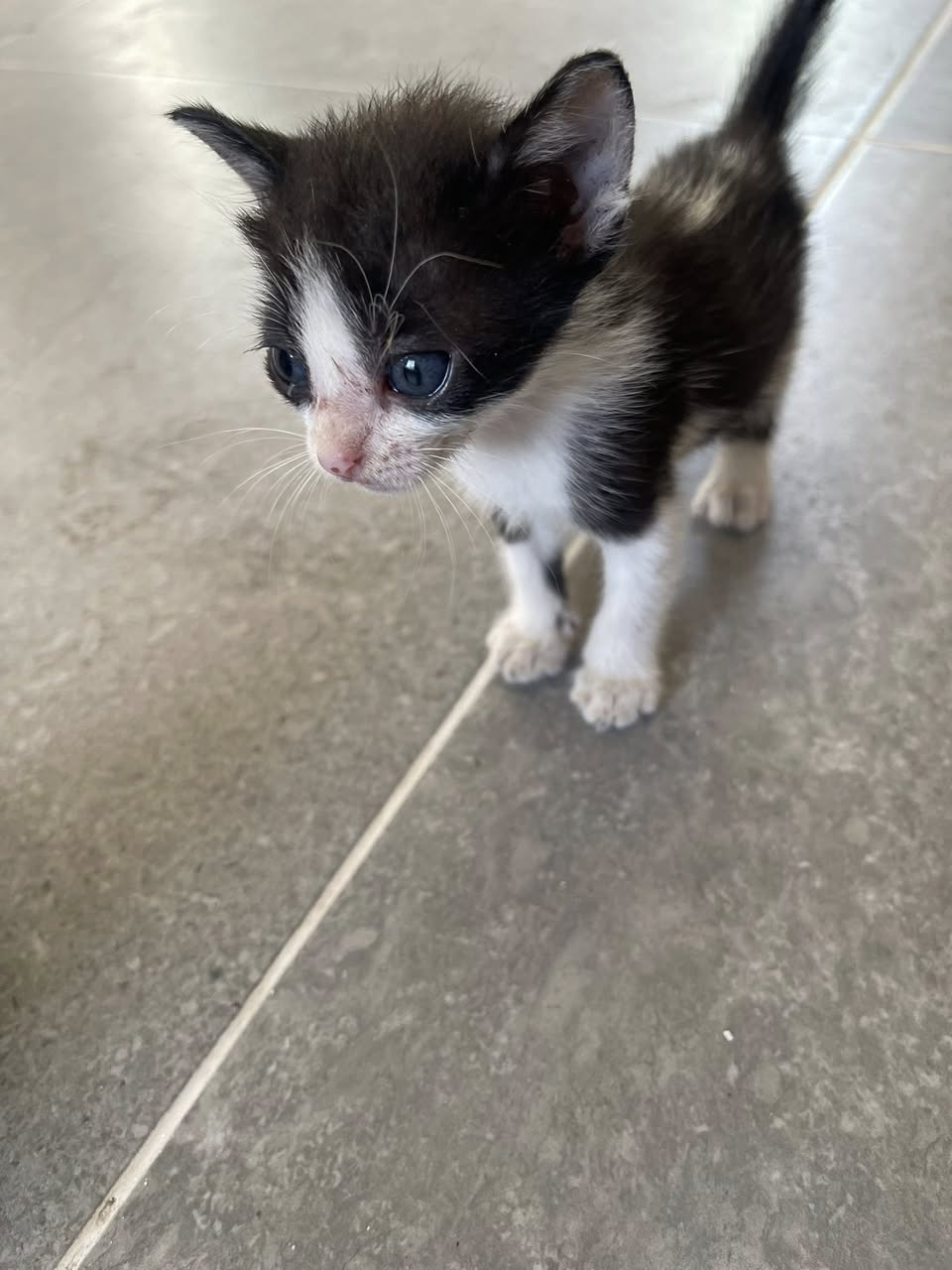 Gato en adopción en Mérida