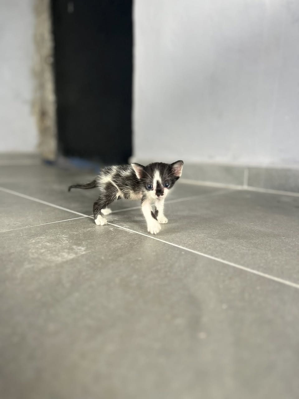 Gato en adopción en Mérida