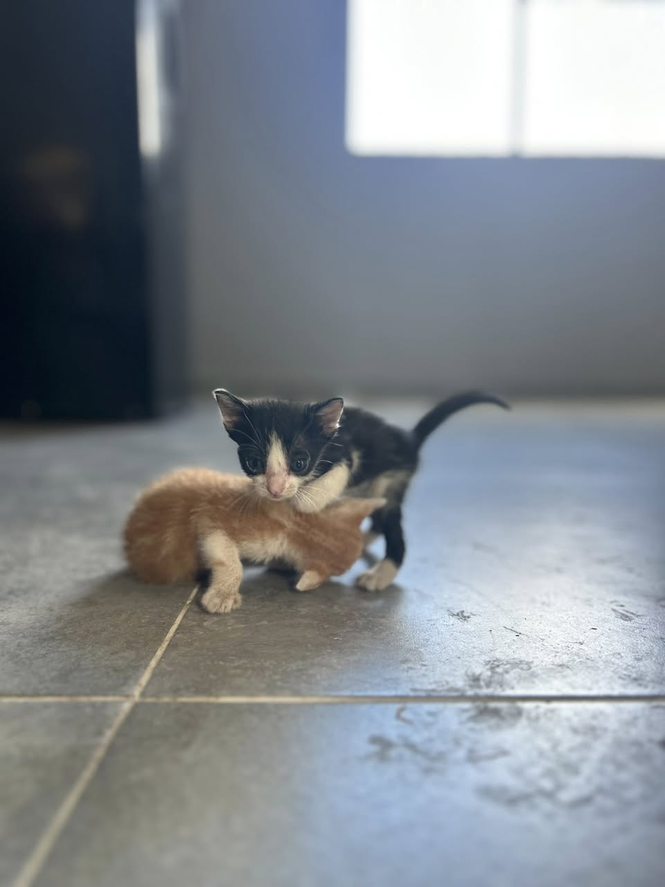 Gato en adopción en Mérida
