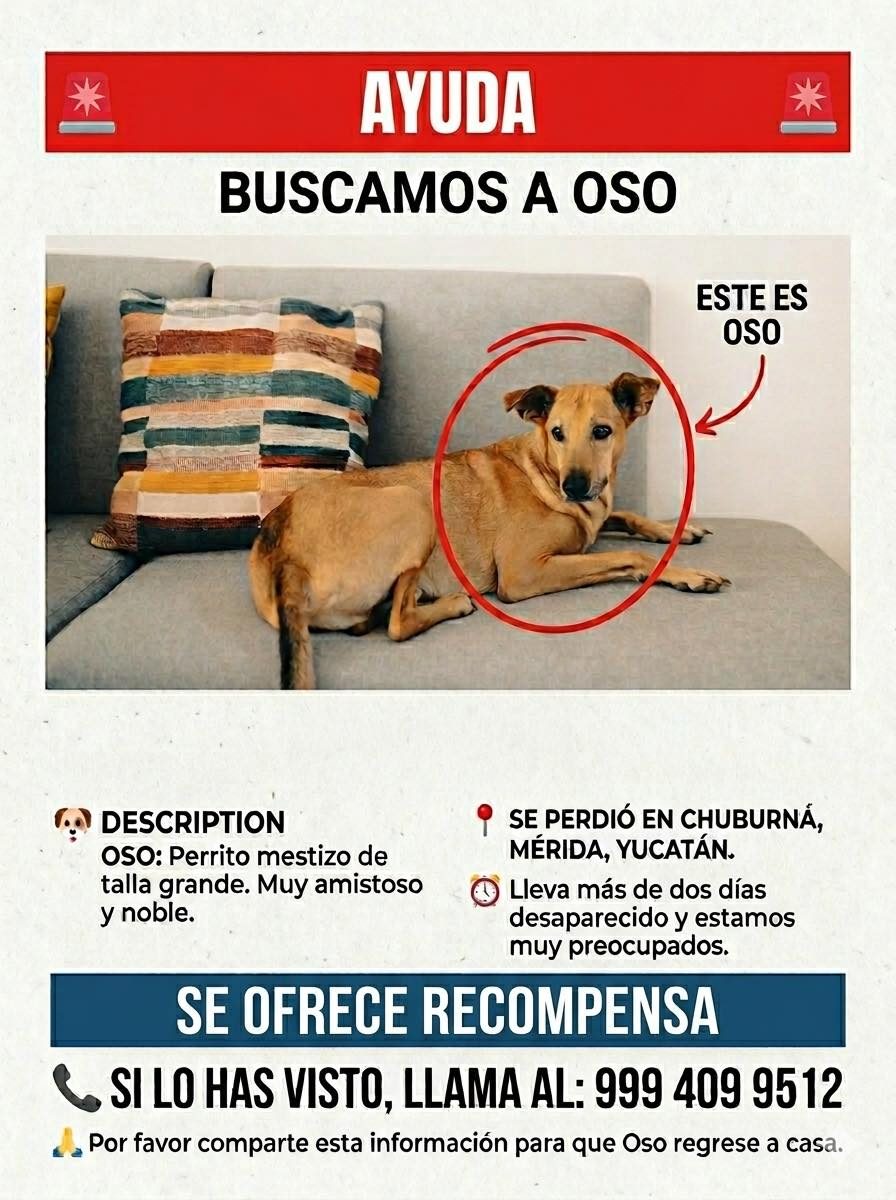 Póster de búsqueda de perro OSO. Fondo rojo y blanco. Foto principal muestra perro marrón claro en sofá gris. Incluye descripción de perro mestizo grande, amistoso y noble. Desapareció en Chuburnná, Mérida. Recompensa ofrecida. Teléfono de contacto.