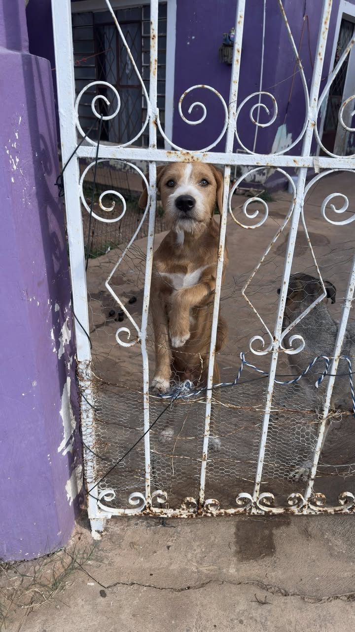 Scooby
