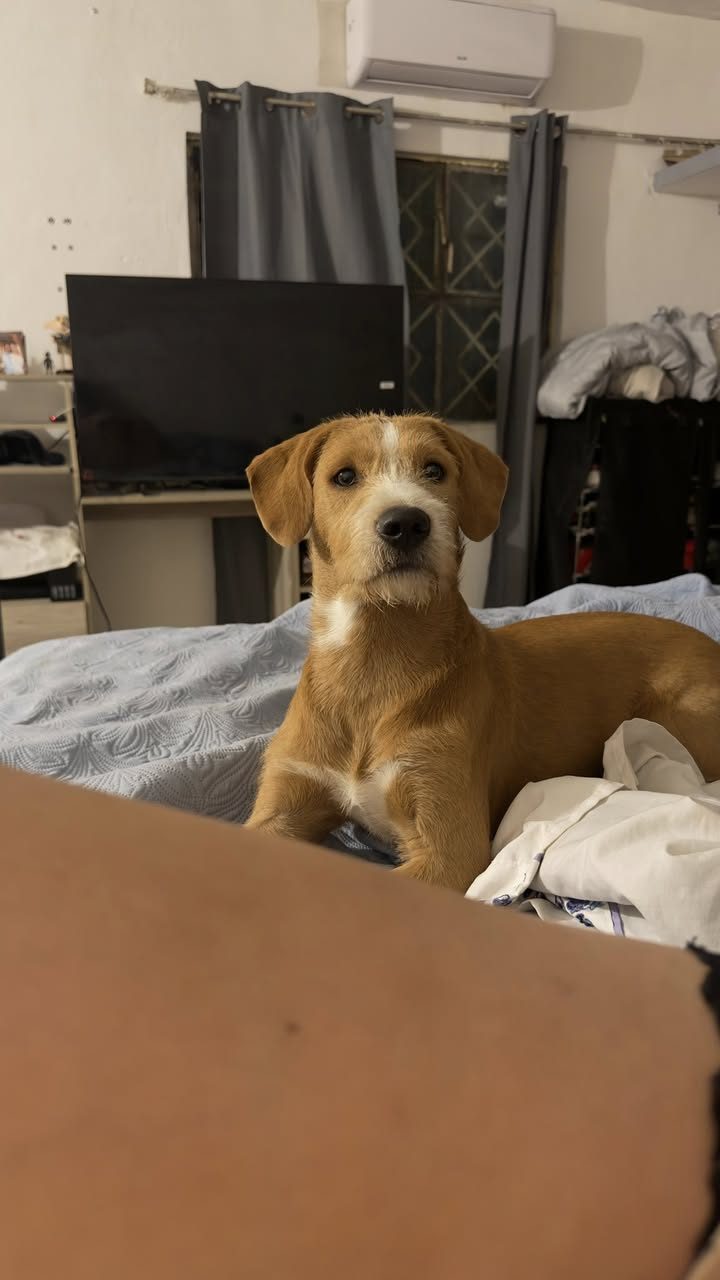 Scooby