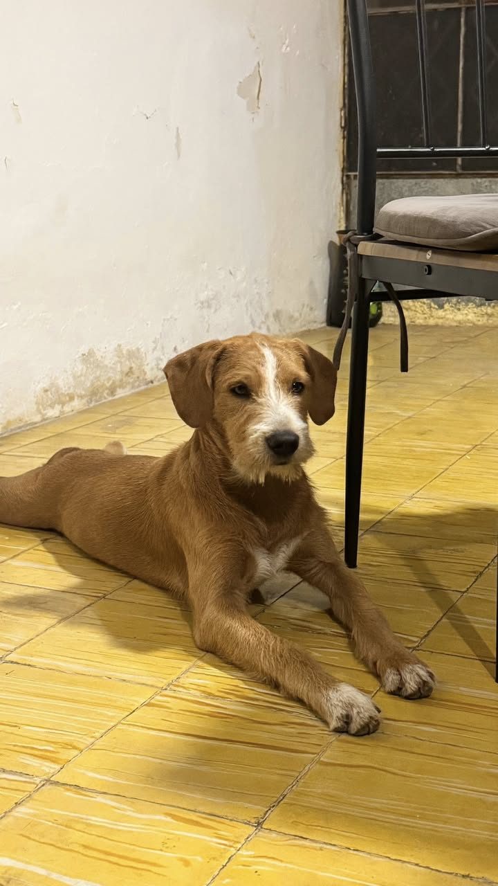 Scooby