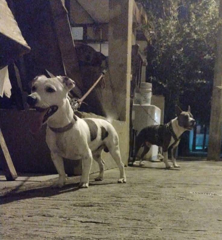 Perro mascota encontrada en Mérida