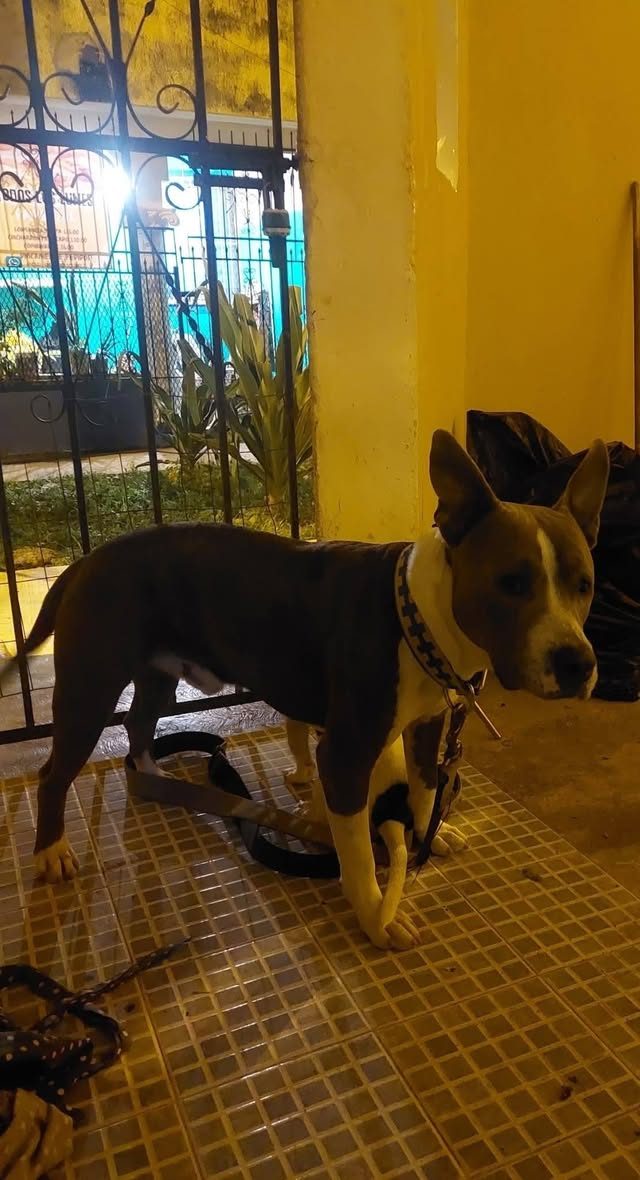 Perro mascota encontrada en Mérida