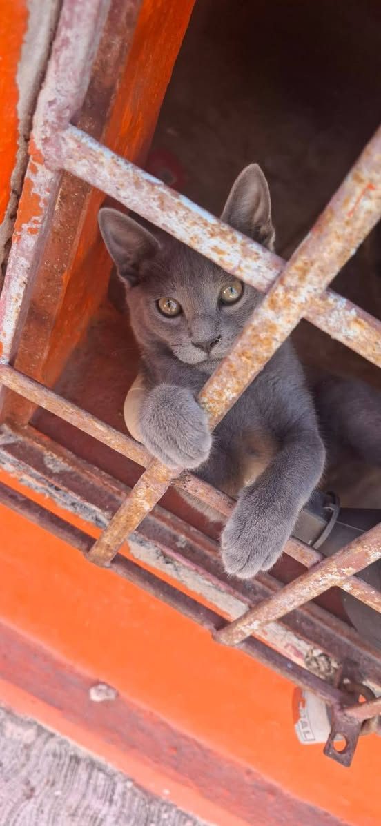 ragnar