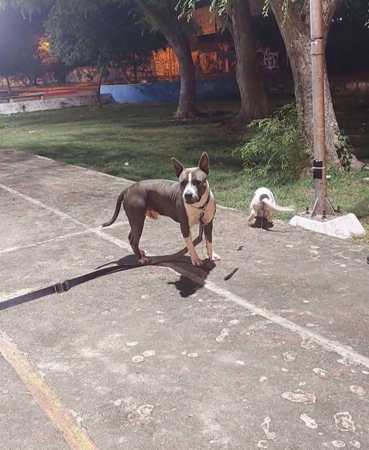Perro mascota encontrada en Mérida