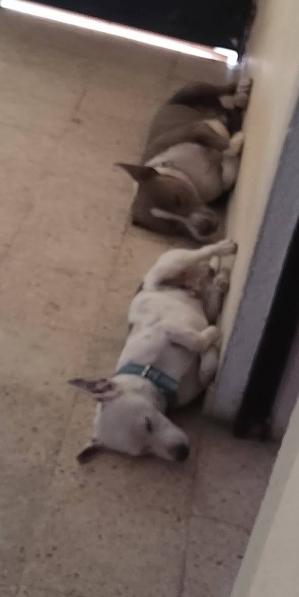 Perro mascota encontrada en Mérida