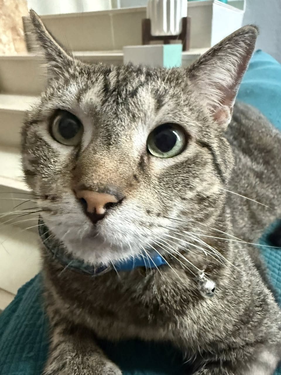 Gato gris tabby con ojos verdes claros mirando directamente a la cámara en primer plano.