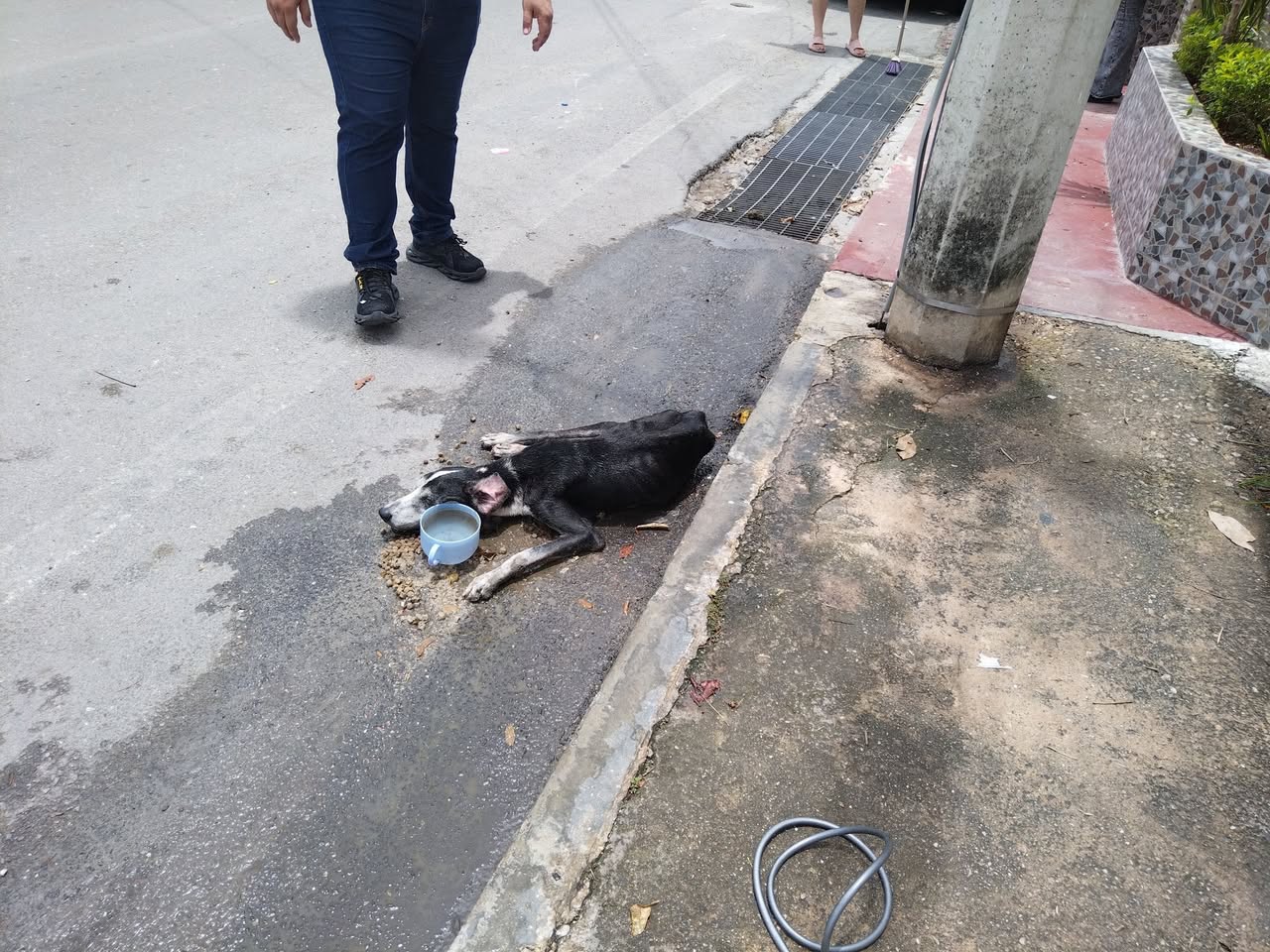 Perro ayuda médica en Mérida