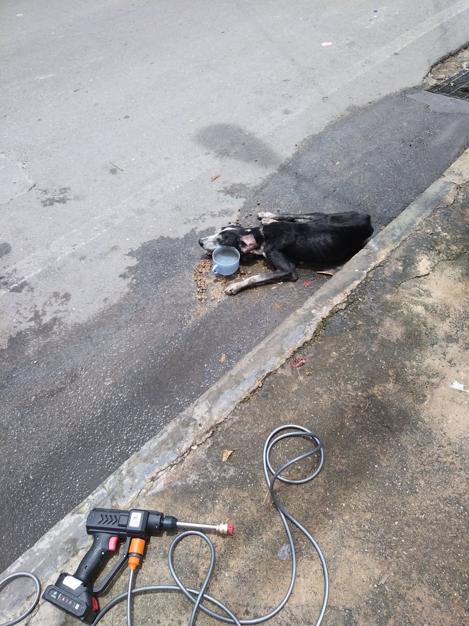 Perro ayuda médica en Mérida