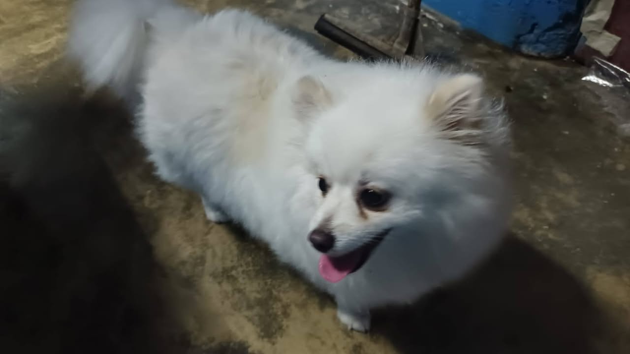 Perro mascota encontrada en Mérida