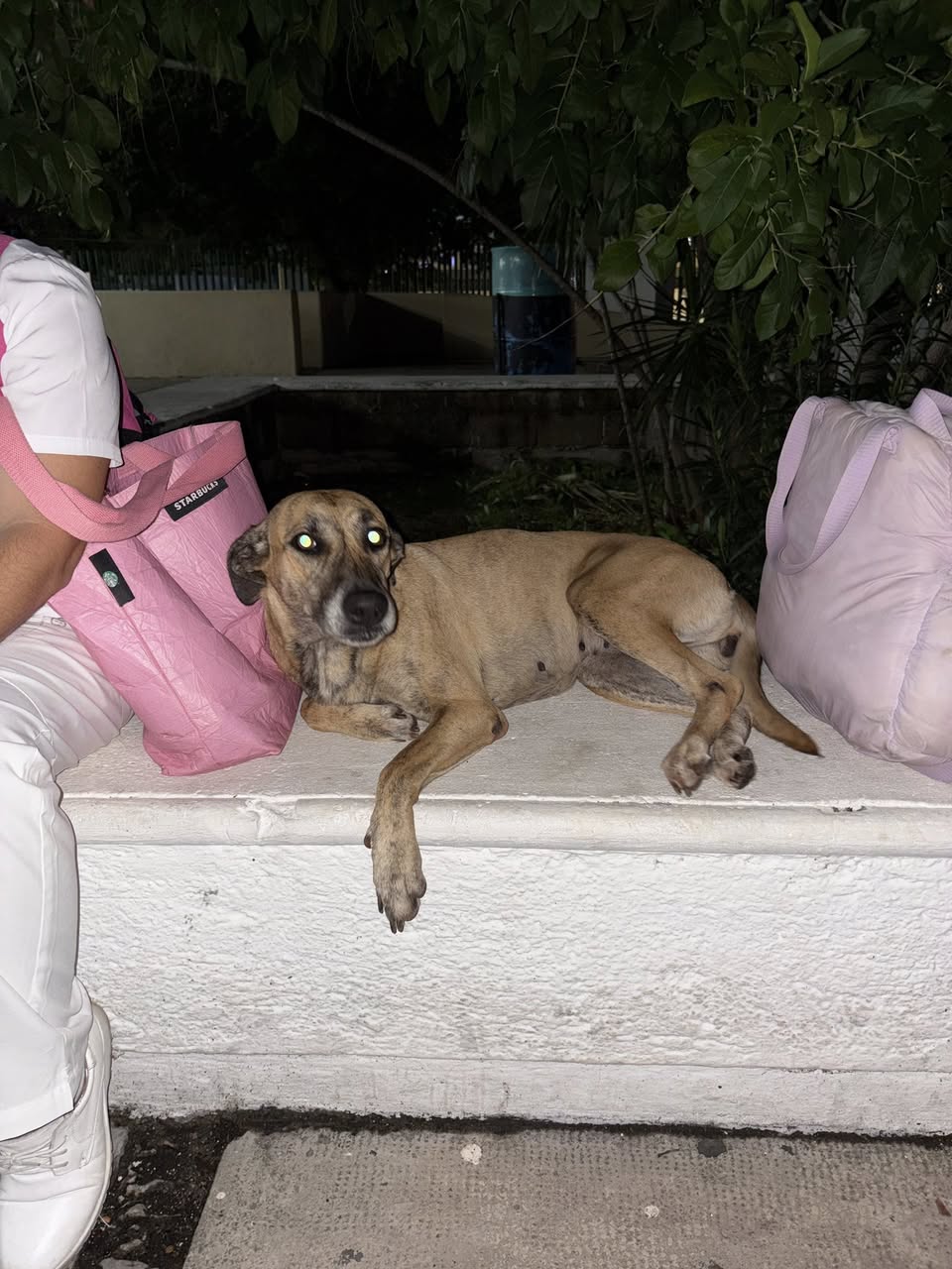 Perro en adopción en Mérida