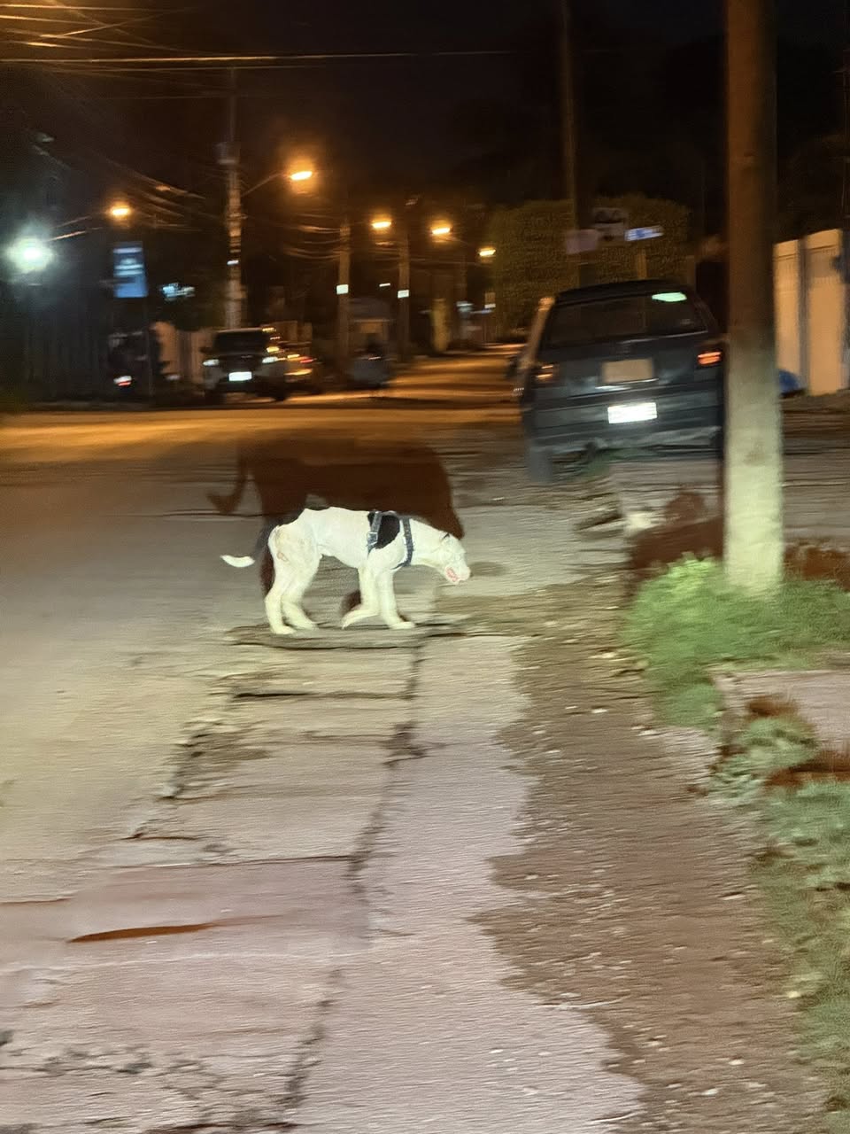 Perro ayuda médica en Mérida