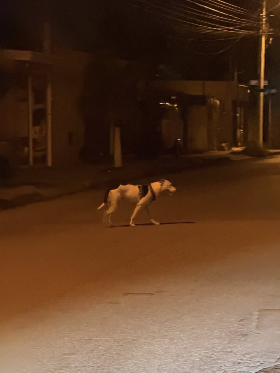 Perro ayuda médica en Mérida