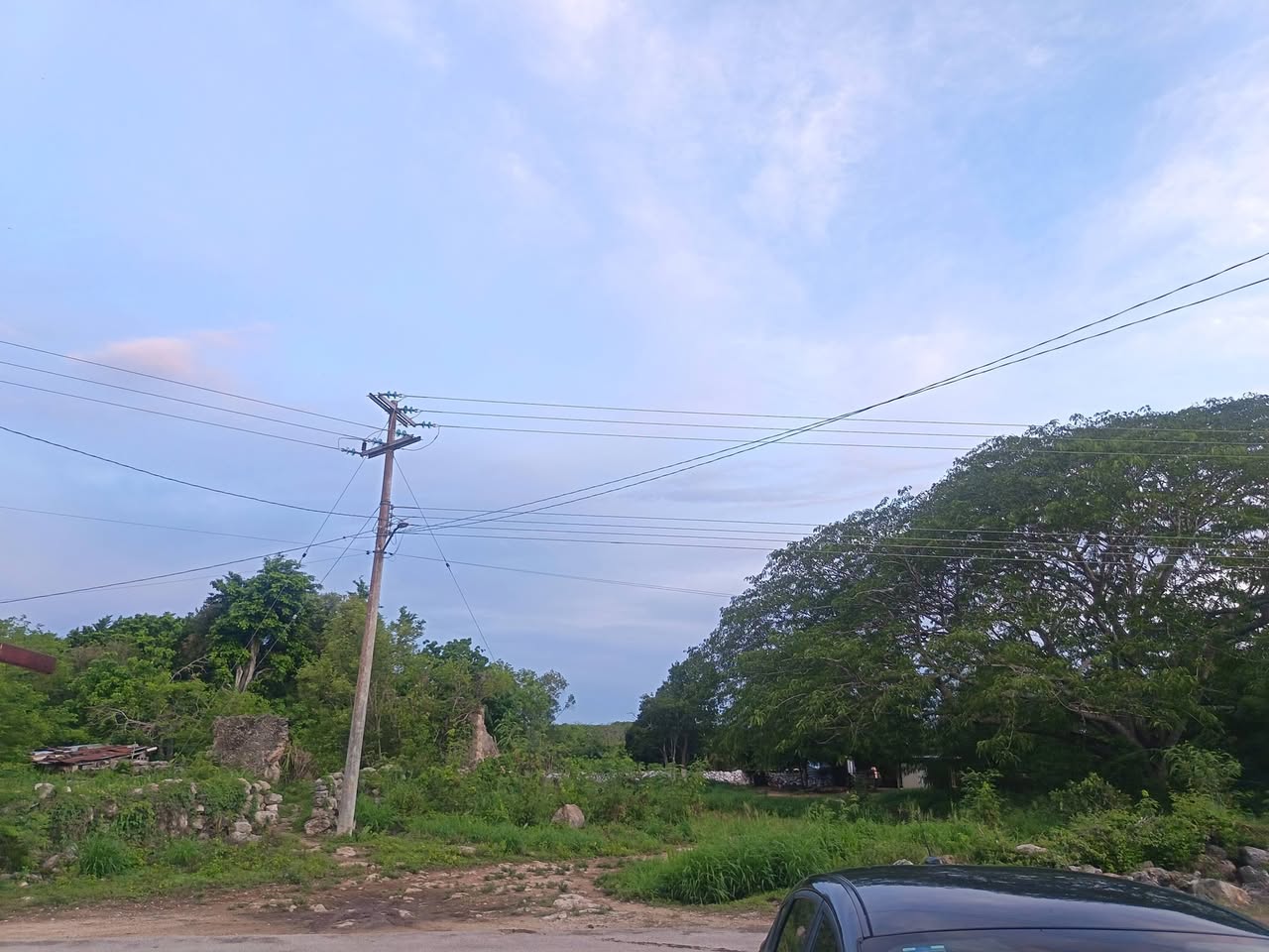 Perro rescate animal en Mérida