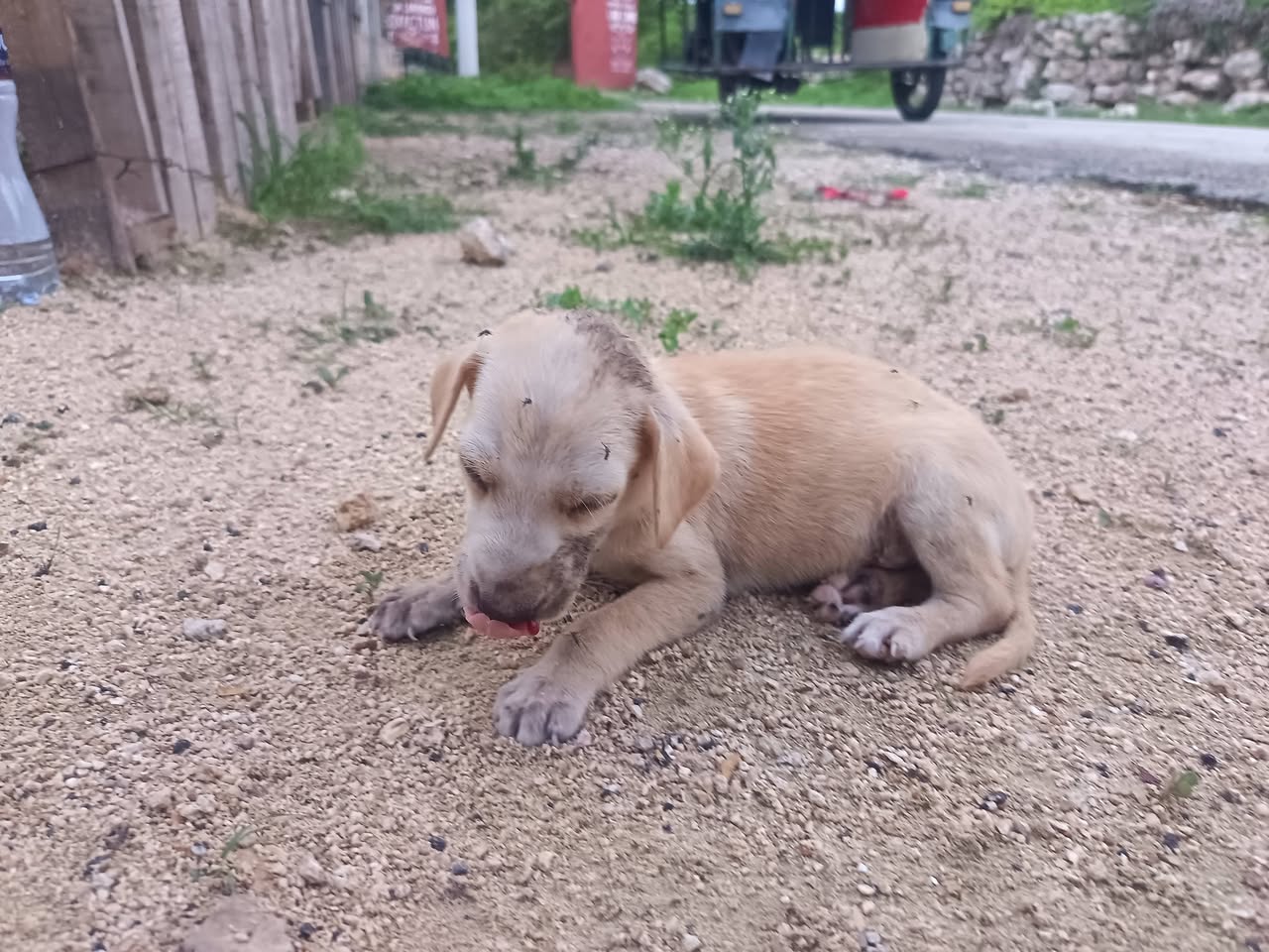 Perro rescate animal en Mérida