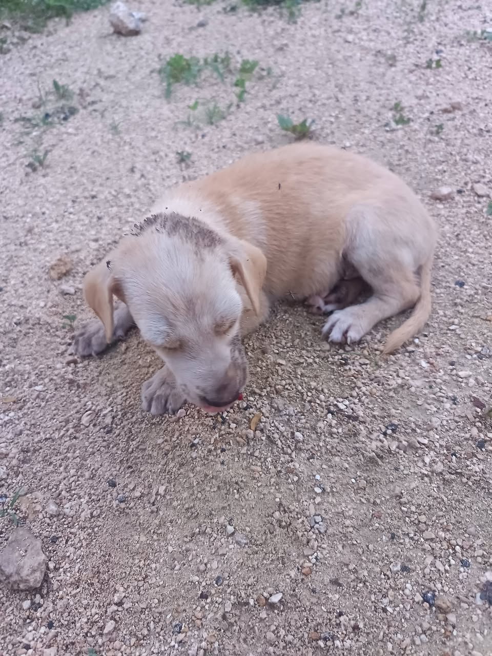 Perro rescate animal en Mérida