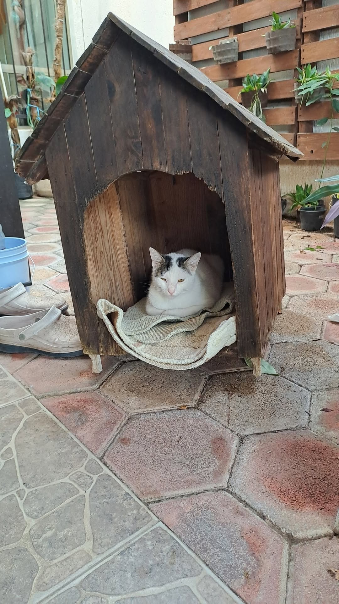 MICA