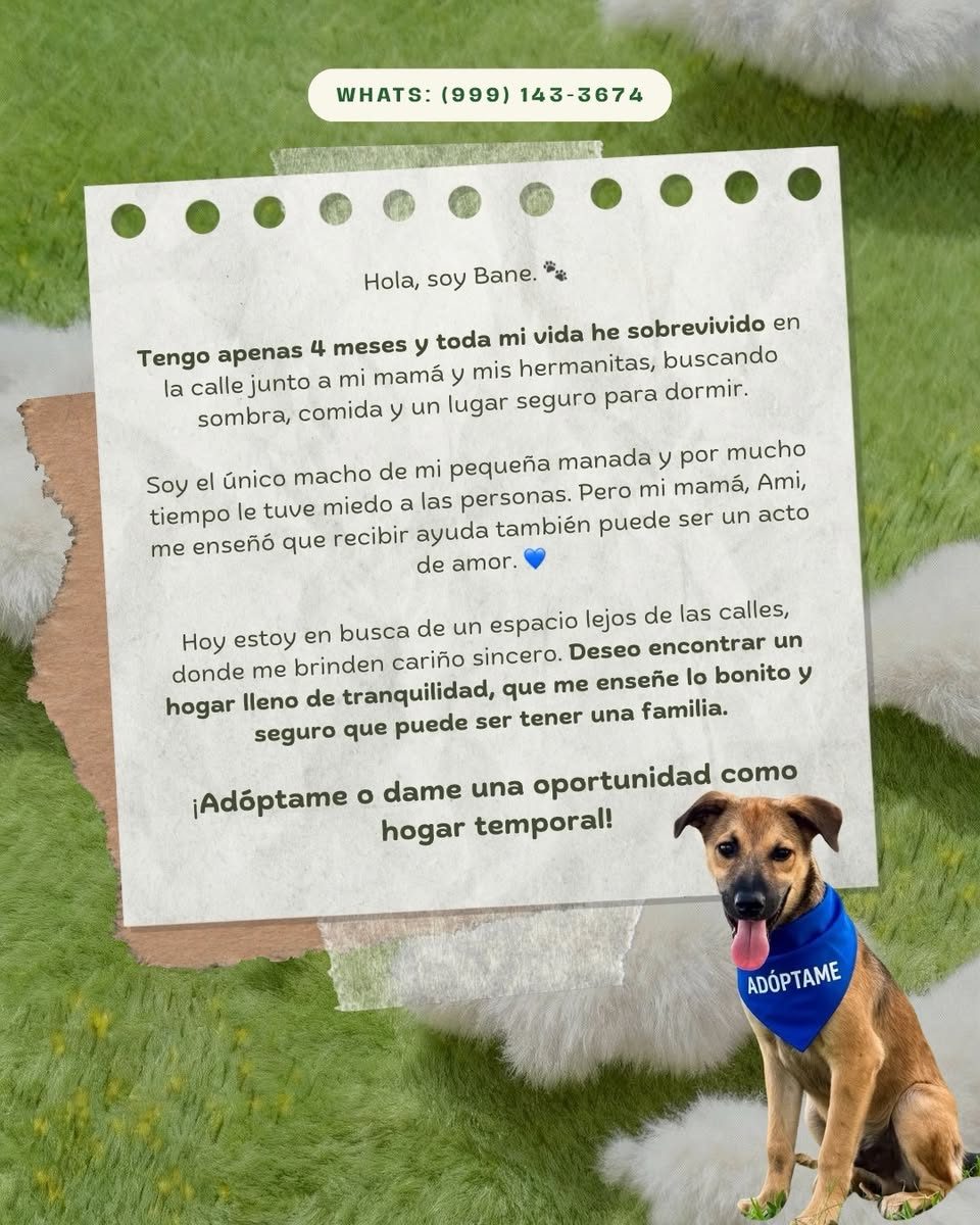 Perro mascota perdida en Las Américas