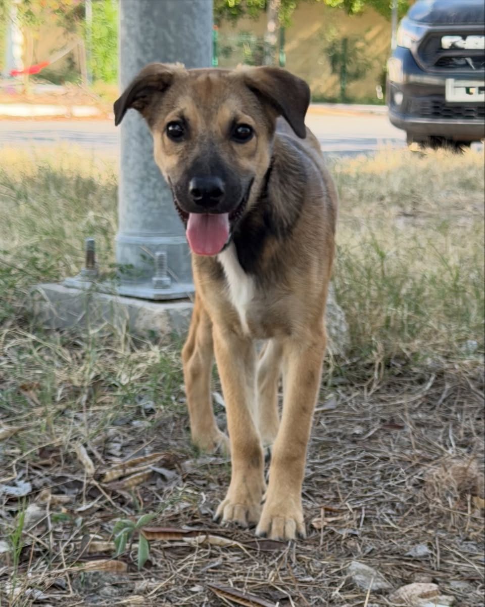 Perro mascota perdida en Las Américas