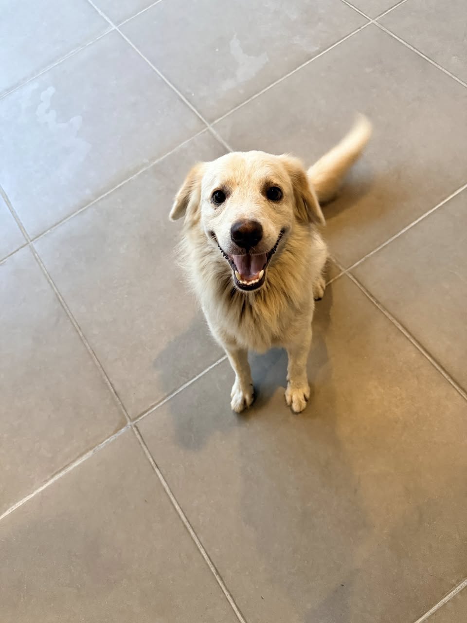 Perro mascota encontrada en Mérida