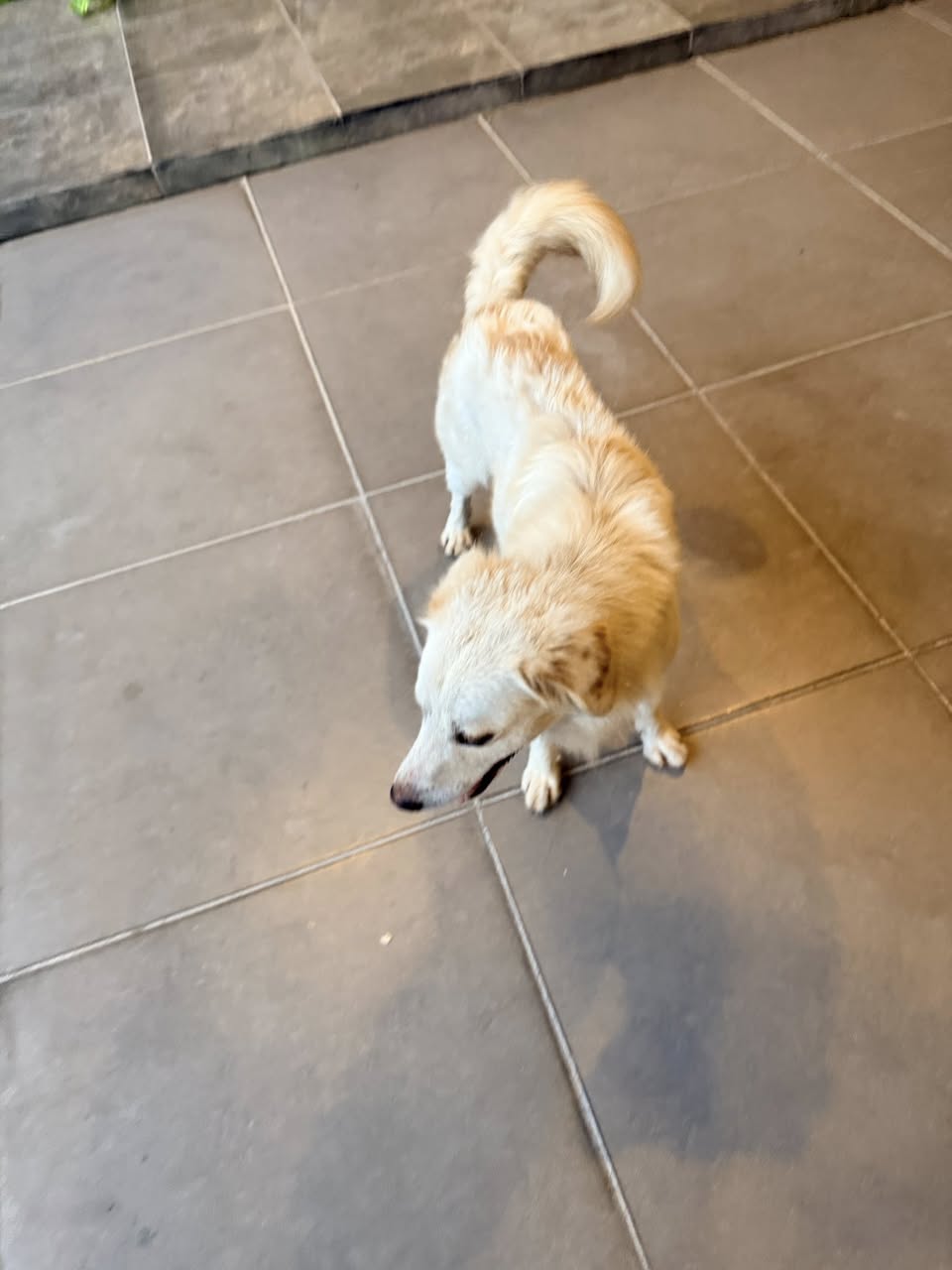 Perro mascota encontrada en Mérida