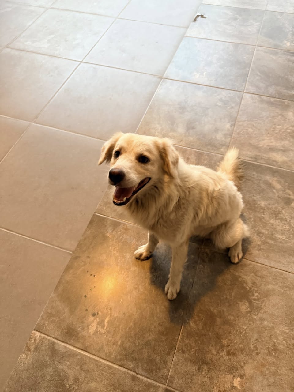 Perro mascota encontrada en Mérida