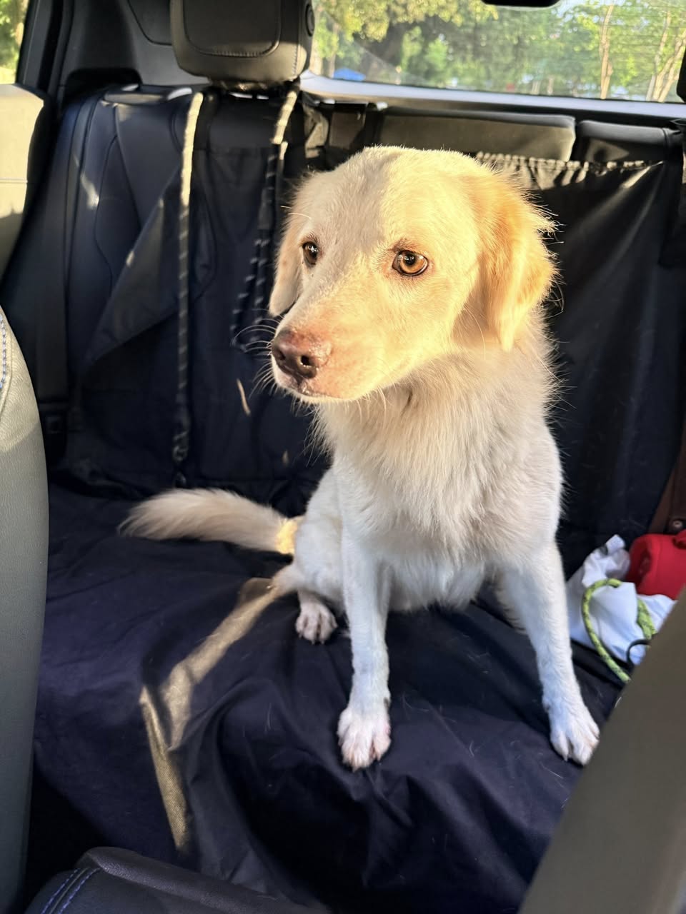 Perro mascota encontrada en Mérida
