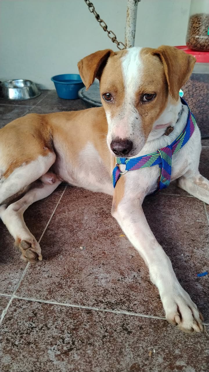 Huero