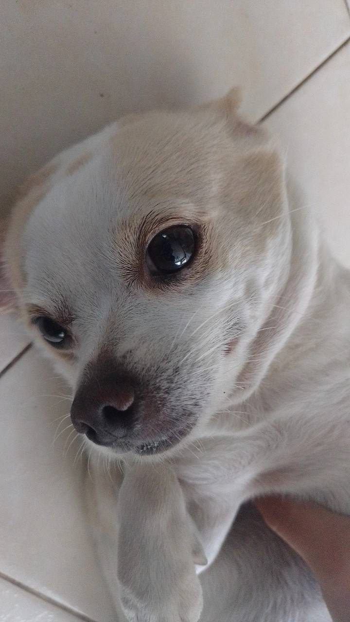 Perro pequeño blanco de raza Chihuahua, vista cercana del rostro.